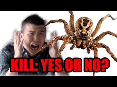 Do You Kill Spiders?